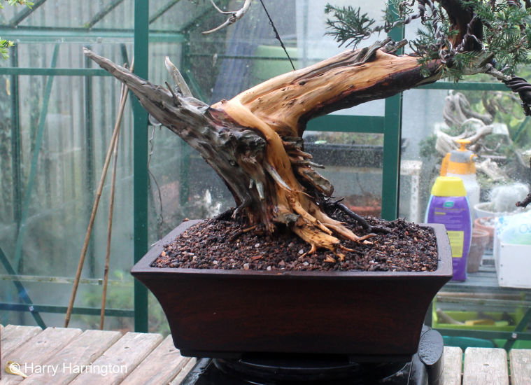 san jose juniper bonsai